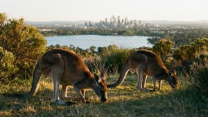 Kangaroos at Dusk