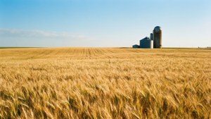 Kansas Wheat Fields