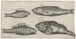 Karper, elrits, meerval en een baars