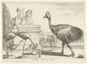 Kasuarissen, purperkoet en flamingo's