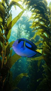 Kelp Forest Blue Tang