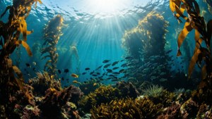 Kelp Forest Depths