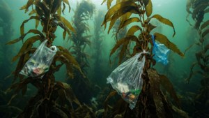 Kelp in Crisis