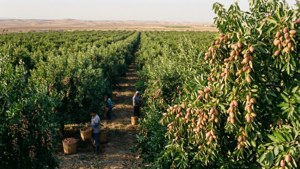 Kerman Pistachio Harvest