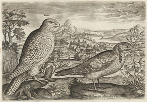 Kestrel and Great Spotted Woodpecker