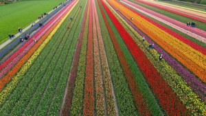 Keukenhof Gardens Aerial View