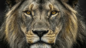 King Lion Attitude