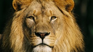 King of Beasts