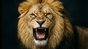 King's Roar