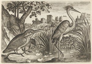 Kingfisher and Grey Heron