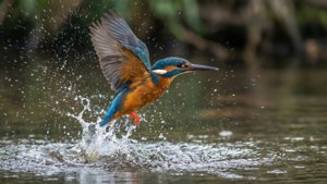 Kingfisher Dive