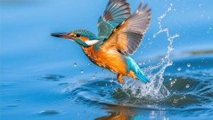 Kingfisher Dive