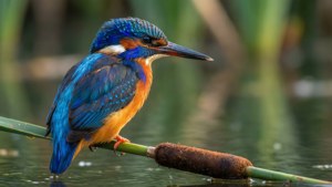 Kingfisher Perch