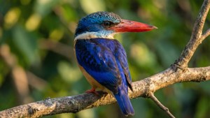 Kingfisher's Gaze