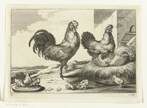Kip, hanen en kuikens