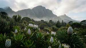 Kirstenbosch Misty Morning