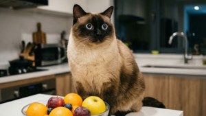 Kitchen Curiosity