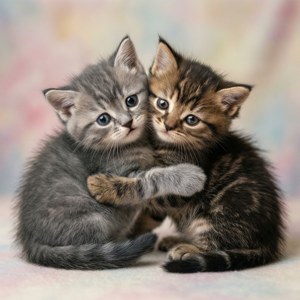 Kitten Cuddle