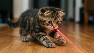 Kitten Laser Chase