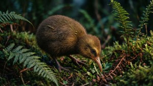 Kiwi in the Wild