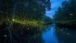 Klang Fireflies Magic