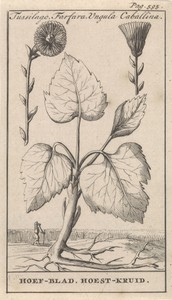 Klein hoefblad met hoestkruid