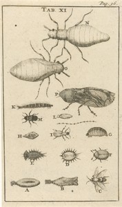 Kleine insecten XI