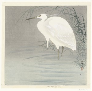 Kleine zilverreiger