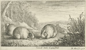 Knaagdieren