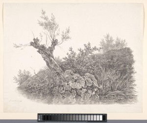 Knotwilg en planten aan de waterkant