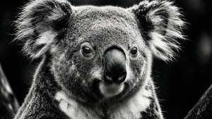 Koala Black and White