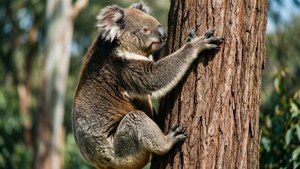 Koala Climbing Tree
