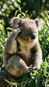Koala Scratching Ear