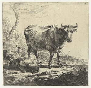 Koe