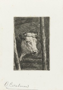Koe aan de ruif