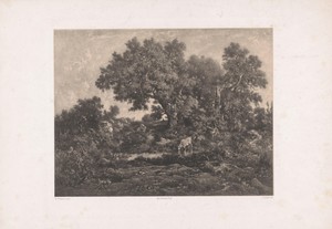 Koe bij bosvijver onder eikenbomen