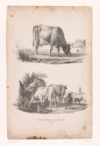 Koe en herder met koeien en geiten