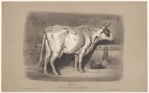 Koe in een stal