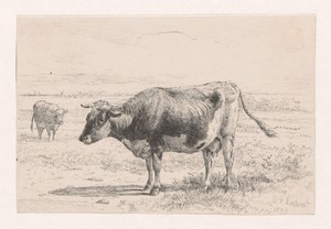 Koe in weiland