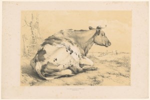 Koe liggend in het gras
