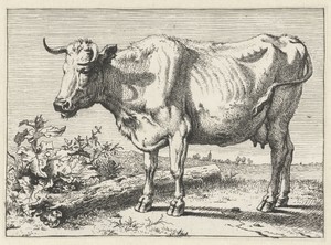 Koe met gedraaide hoorn