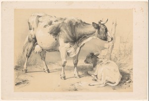 Koe met kalf