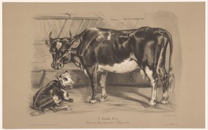Koe met kalf in een stal