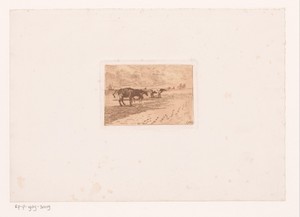 Koeien aan de kust