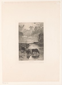 Koeien bij een drinkplaats aan de oever van een rivier