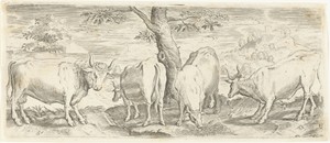Koeien, een stier en een os
