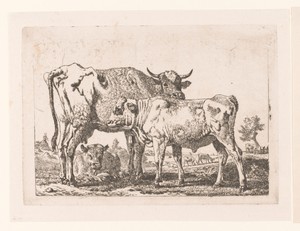 Koeien en een kalf met bel om de hals