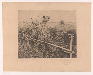 Koeien en een stier in de wei