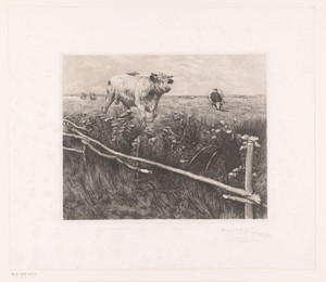 Koeien en een stier in de wei