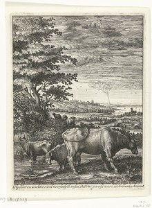 Koeien in een landschap